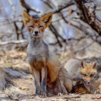 Рыжая семейка на острове Русский: несколько кадров из жизни лис