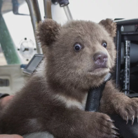 "Он всё понимает как человек": как медвежонок стал самым преданным другом целой группе пилотов
