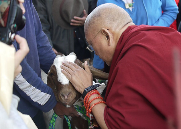 Лама Сопа Ринпоче благословляет козу. Фото: fpmt.org