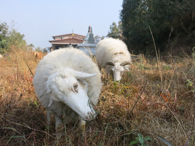 Спасенные животные в монастыре Копан, Непал. Фото: fpmt.org