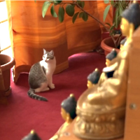Благословение кошек в буддийском храме