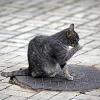 В Мосгордуме поддержали идею создания памятника бездомной кошке