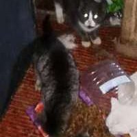 Восемь несчастных котиков Восемь несчастных котиков