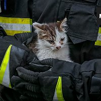 Спасти рядовую кошку: как сотрудники МЧС вызволяют из беды животных.