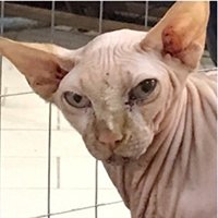 Псковские зоозащитники добились изъятия кошек у владельца выставки
