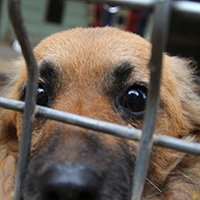 Хозяев брошенных домашних животных предложили штрафовать на 70 тысяч рублей
