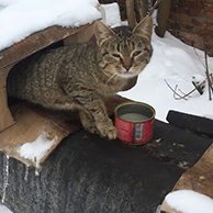 Уникальный кошачий городок построили в воронежском селе