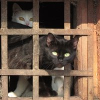 Решение за вами: питерским кошкам разрешили жить в подвалах