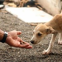 Московские активисты организуют проект «Накорми бездомных животных»