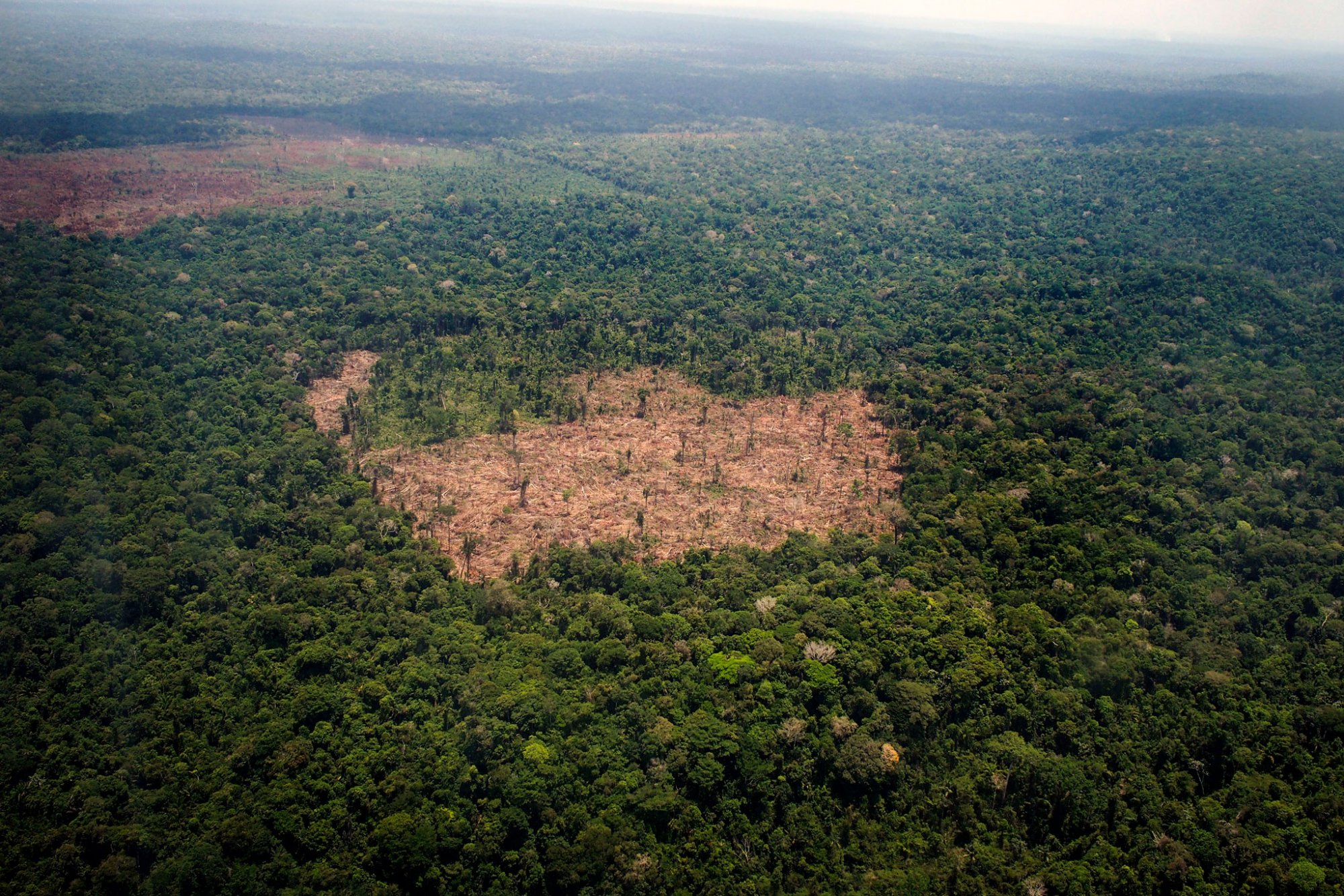 Тропические Леса Амазонии