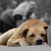Бездомные животные скучают по прохожим
