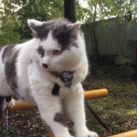 Лёва-феномен история жизни самого умного кота Калининграда