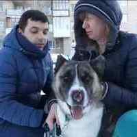 Впервые в России ветеринары поставили на ноги собаку без лап