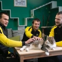 Футбол и котики: ульяновский клуб помогает бездомным котам найти хозяев, которых бесплатно пригласит на стадион
