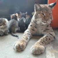 В Иркутске рысь "удочерила" трёх котят — видео