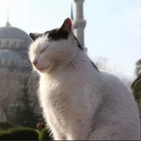 Почему в Турции относятся к котам так же, как в Индии к коровам