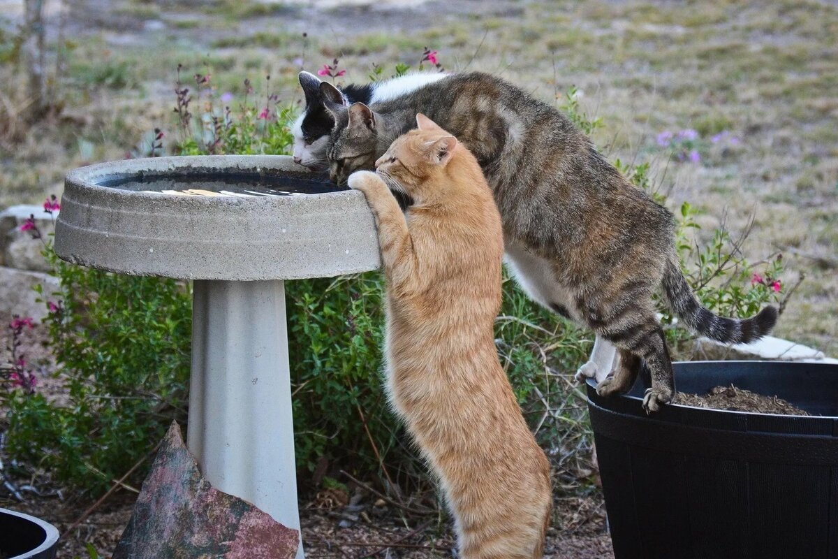 Как помочь кошке в жару » Кошка Ветра
