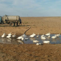 Калмыцкий поселок Эрдниевский спас диких лебедей от жары