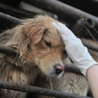 Правительственный указ не помешал проведению фестиваля собачьего мяса в Китае