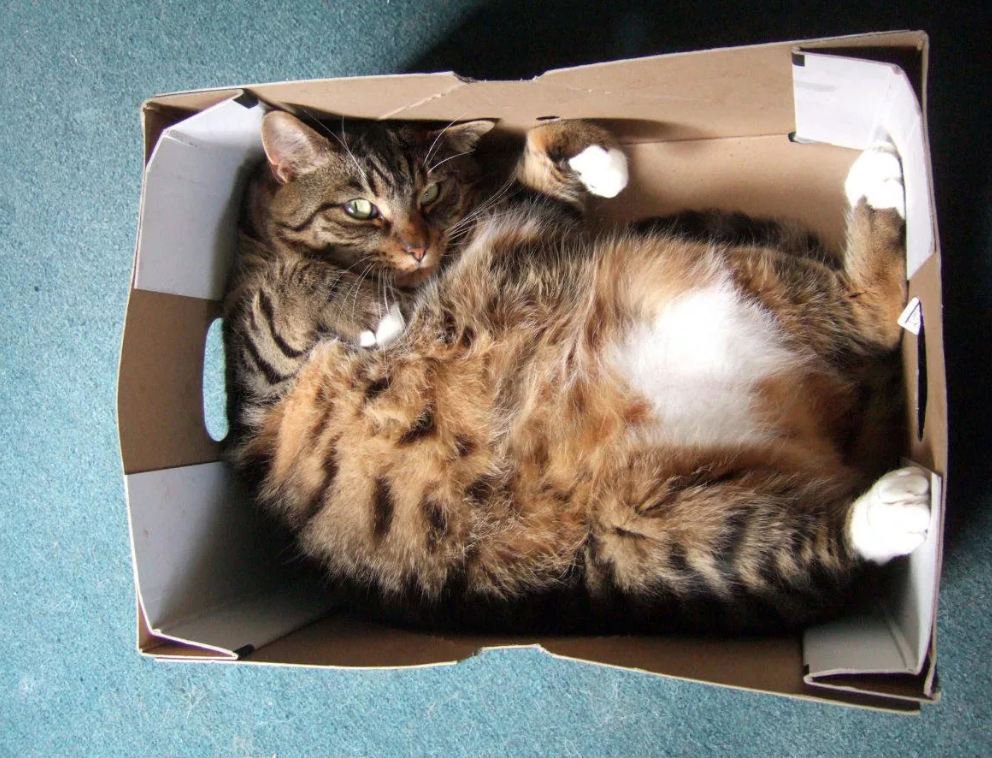 Ученые узнали, почему кошки так сильно любят забираться в коробки