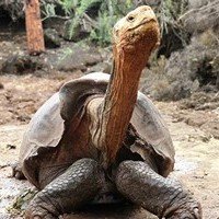 Ученым удалось спасти от вымирания гигантских черепах