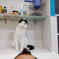Кот обожает следить за хозяином в ванной  Фото: предоставлено хозяевами котика