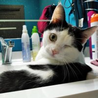 Лежать в раковине и пить из крана — ещё одно любимое занятие  Фото: предоставлено хозяевами котика