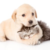 Конец войне: ученые узнали, как «подружить» кошек и собак
