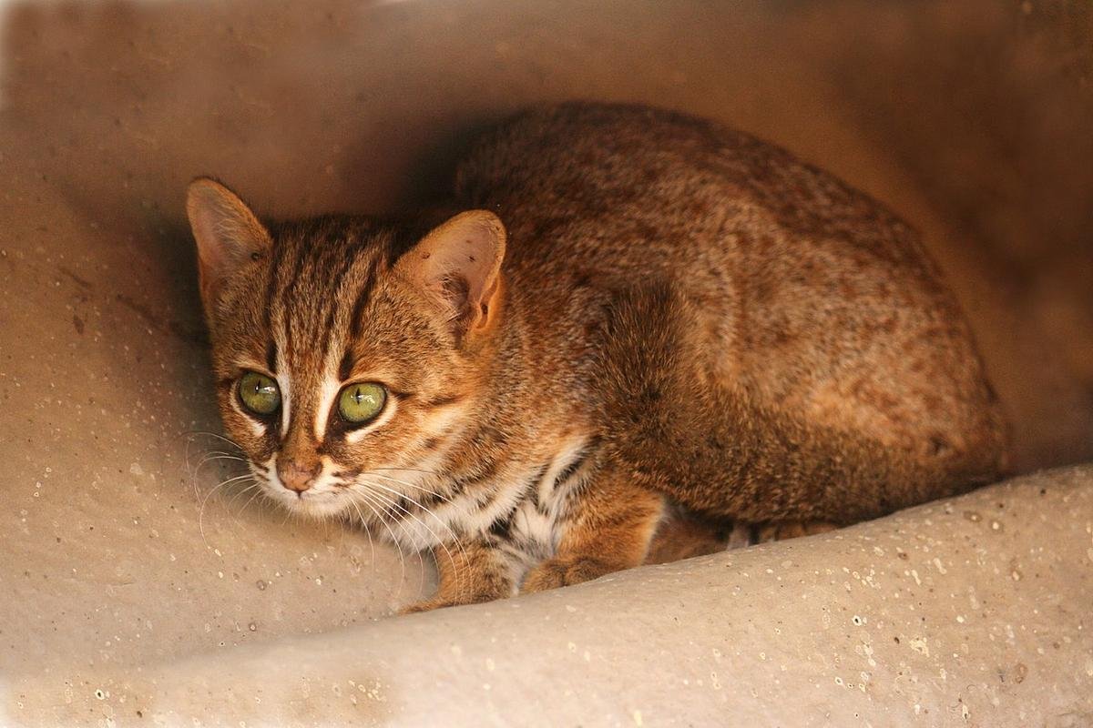 В Индии в заповеднике заметили самую маленькую дикую кошку в мире » Кошка  Ветра