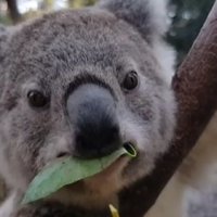Сентябрь объявлен месяцем спасения коал от вымирания. ФАН-ТВ