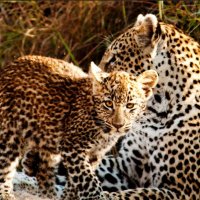 Упавшего в колодец леопарда спасли и вернули маме: трогательное видео