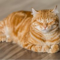 «Это можно контролировать»: ветеринар Владимир Руппель об аллергии у кошек и на кошек