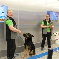 Аэропорты мира нанимают собак, которые вынюхивают коронавирус у пассажиров