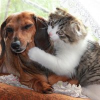 Бурматов: законопроект о чипировании животных внесут в Правительство до 15 октября