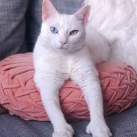 Белоснежная кошка прославилась на весь мир благодаря уникальной внешности