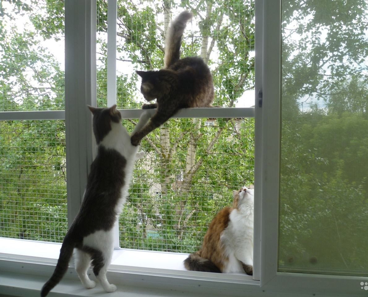 Выгул для кошек на окно фото