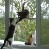 Россиян захотели обязать поставить решетки на окна ради кошек
