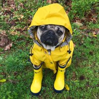 Кинологи посоветовали владельцам собак в пасмурную погоду надевать на них дождевики