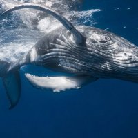 Минсельхоз РФ предложил запретить экспорт китообразных