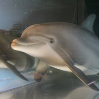 Как живой: в Америке создан робот-дельфин, которого не отличить от настоящего