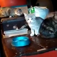 Спасти кошку с котятами из гаража