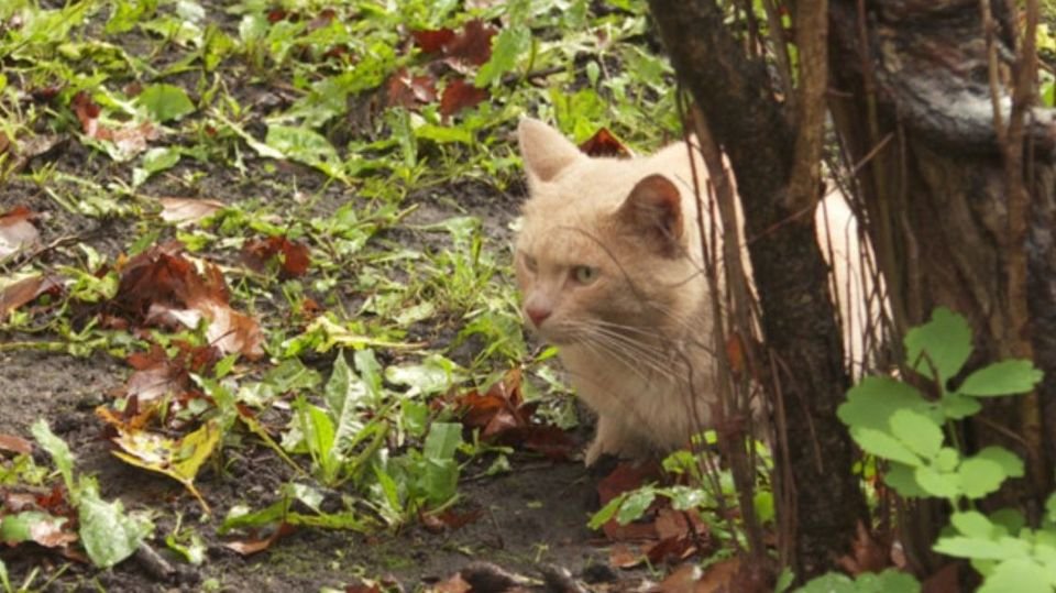 Кошки в подвале многоквартирного дома куда обращаться