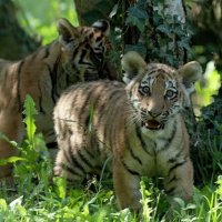 Полосатый рейс. Италия поможет сохранить амурских тигров