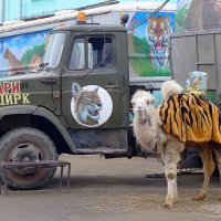Предлагается запретить передвижные зоопарки