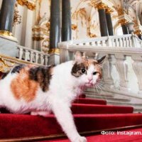 Эрмитажным котам во Франции оставили завещание
