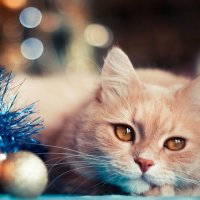 В Нижнем Новгороде коты съели мишуру и попали к ветеринарам