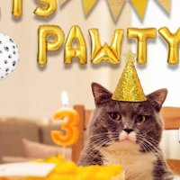 Как побаловать кота: 20 оригинальных подарков для домашнего любимца