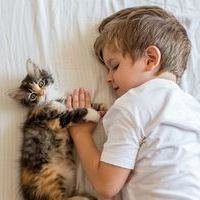 Кошки могут помочь повысить эмпатию и снизить тревогу у детей с аутизмом