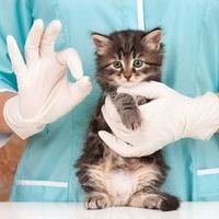 В Москве стартовала вакцинация домашних животных от бешенства