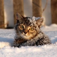 Зоозащитники Тверской области просят пускать бездомных животных погреться в подъезды
